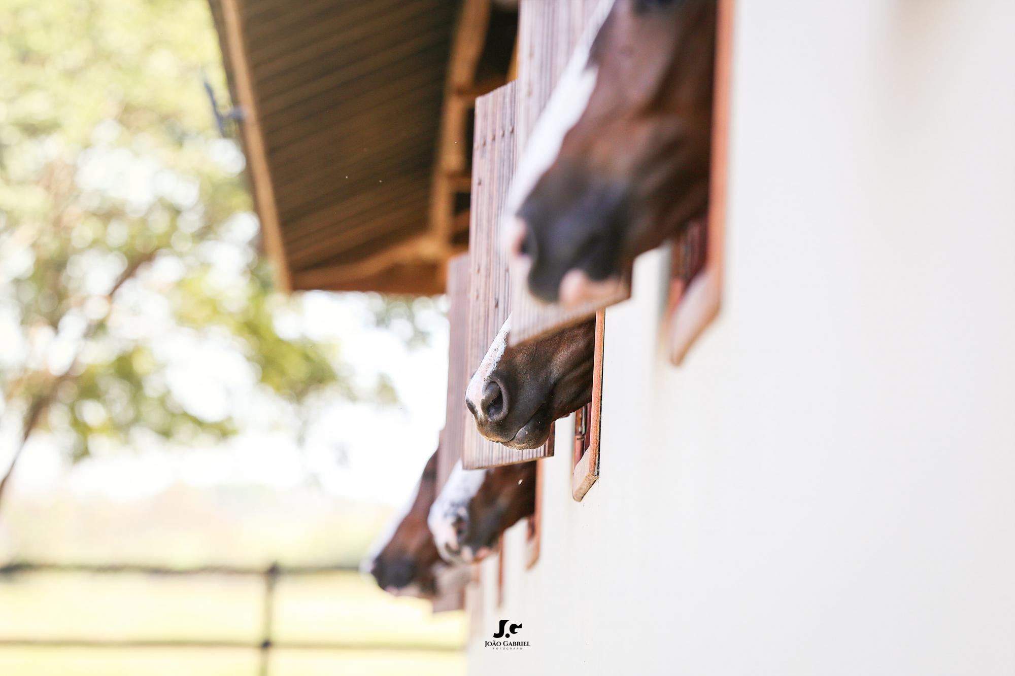 Haras Tarlim