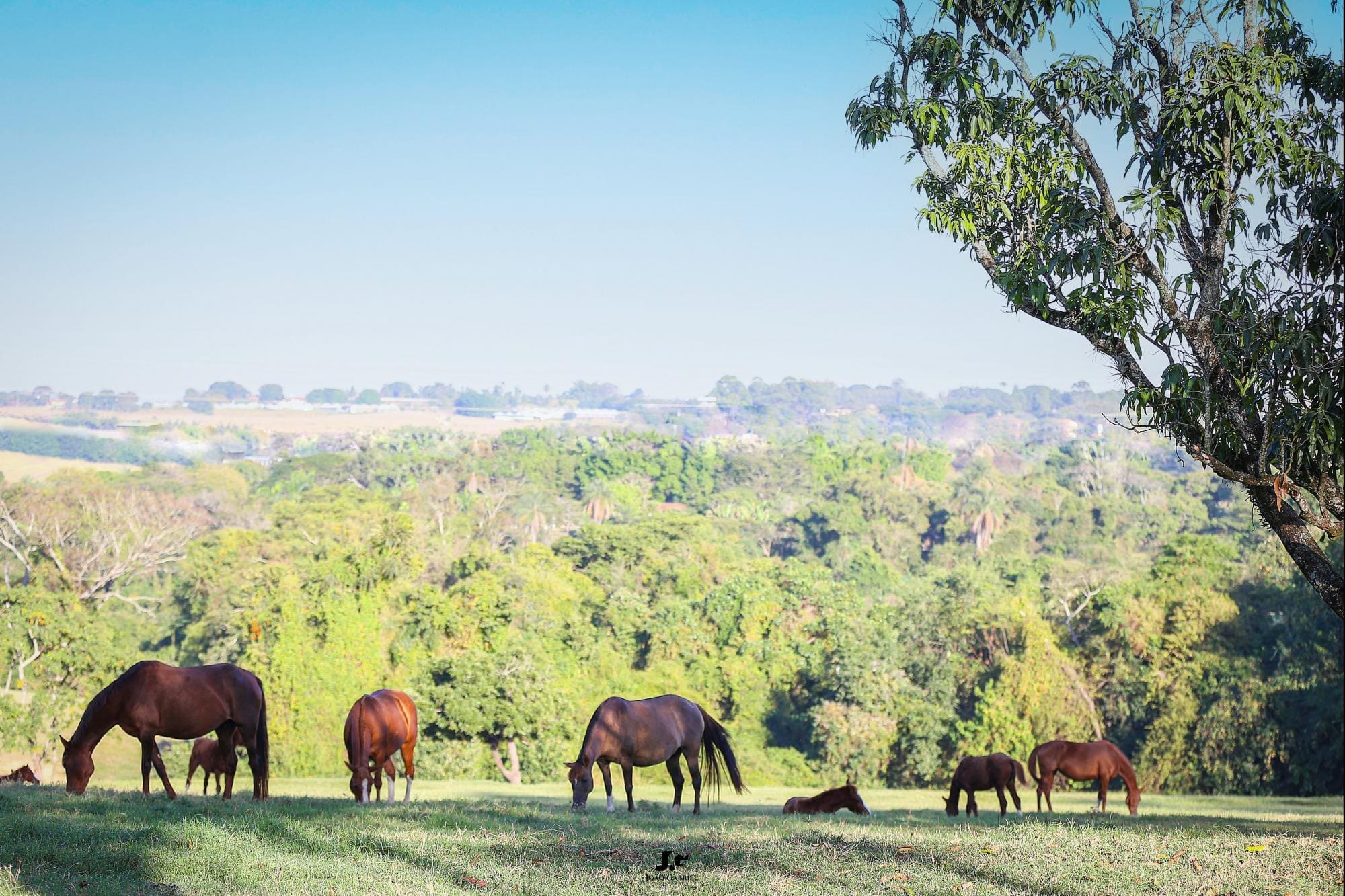 Haras Tarlim