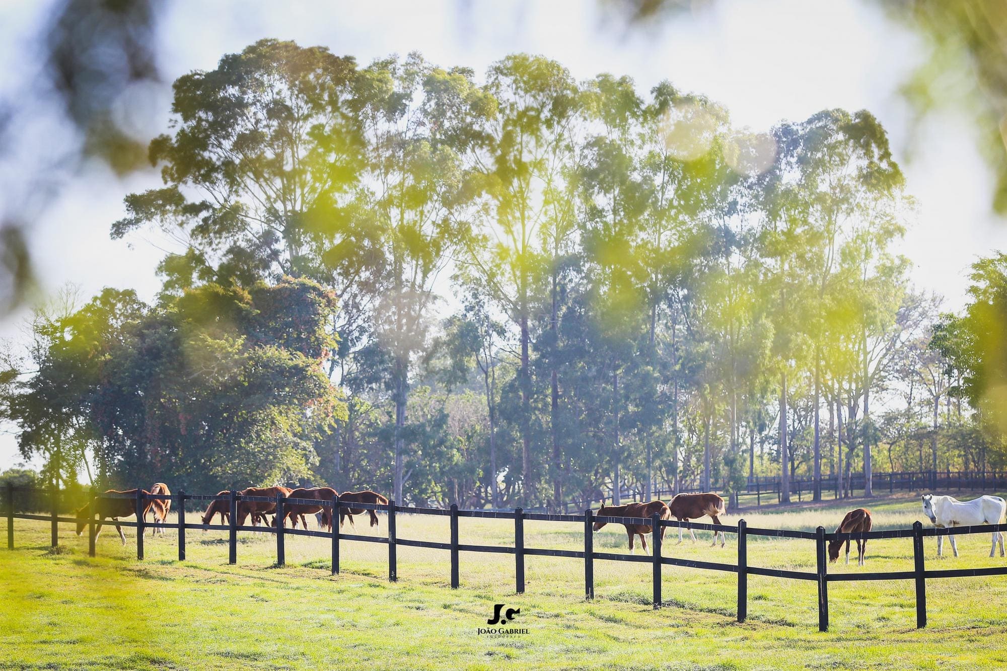 Haras Tarlim