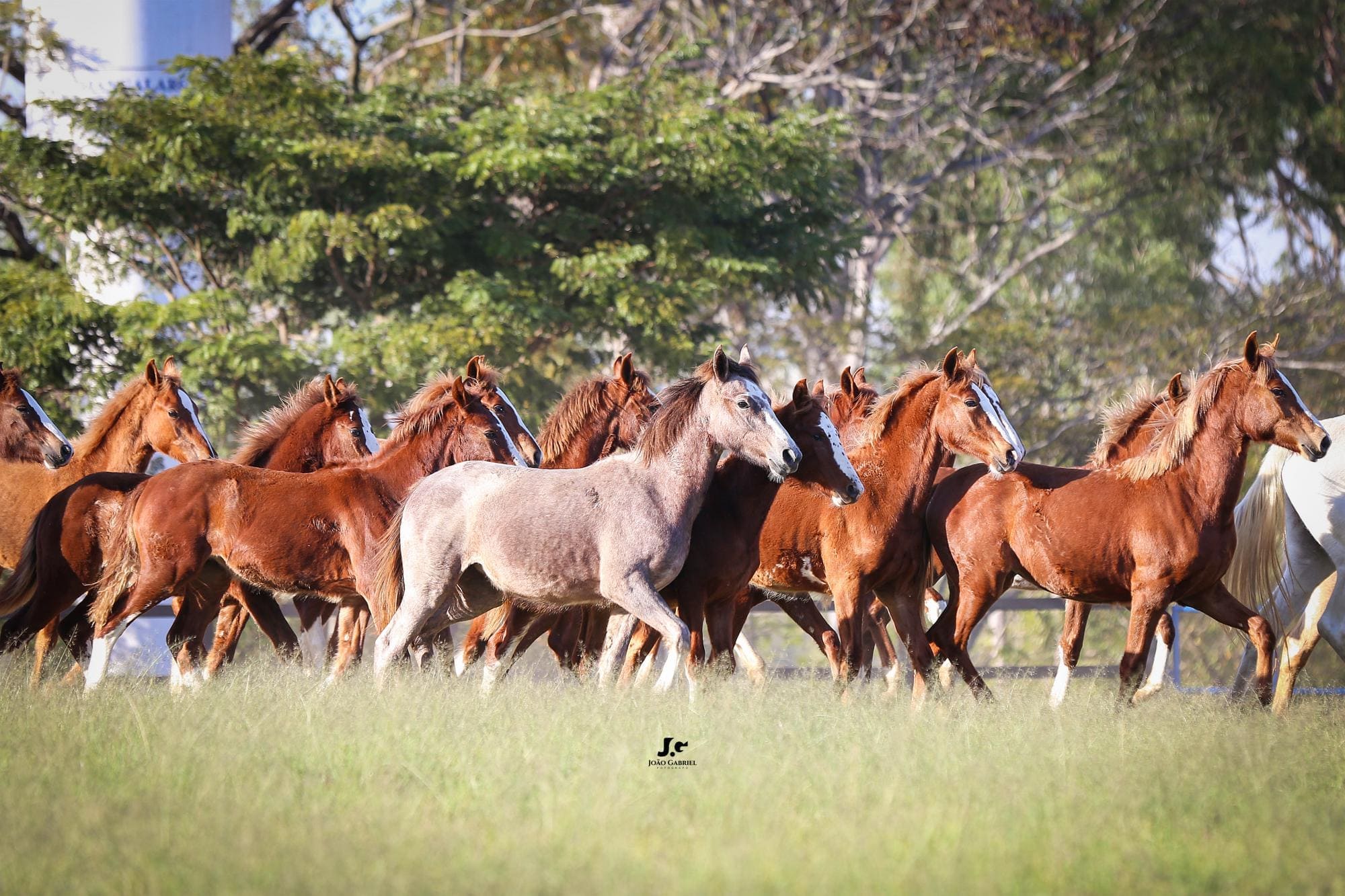 Haras Tarlim