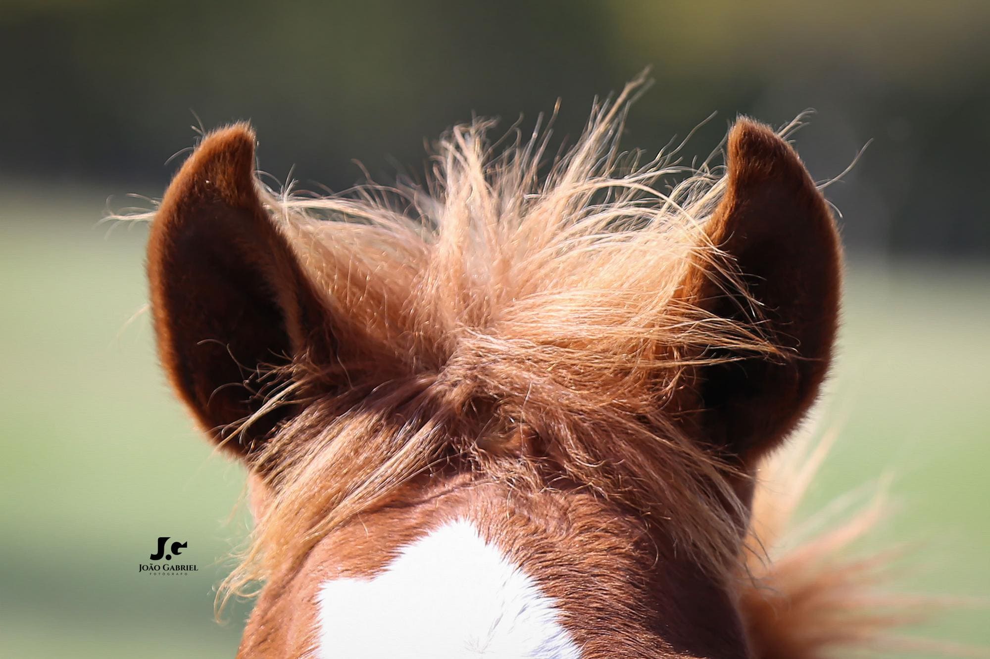 Haras Tarlim